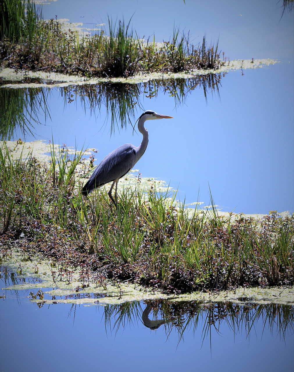 heron, marsh, bird-7229657.jpg